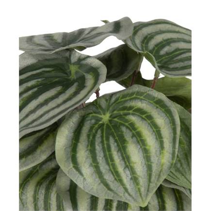 Coco Maison Peperomia Bush H25cm kunstbloem